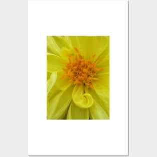 closeup macro photography of bright glowing yellow dahlia bloom with yellow gold coloured complex structured center Posters and Art